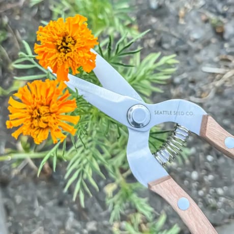 Seattle Seed Straight Shears
